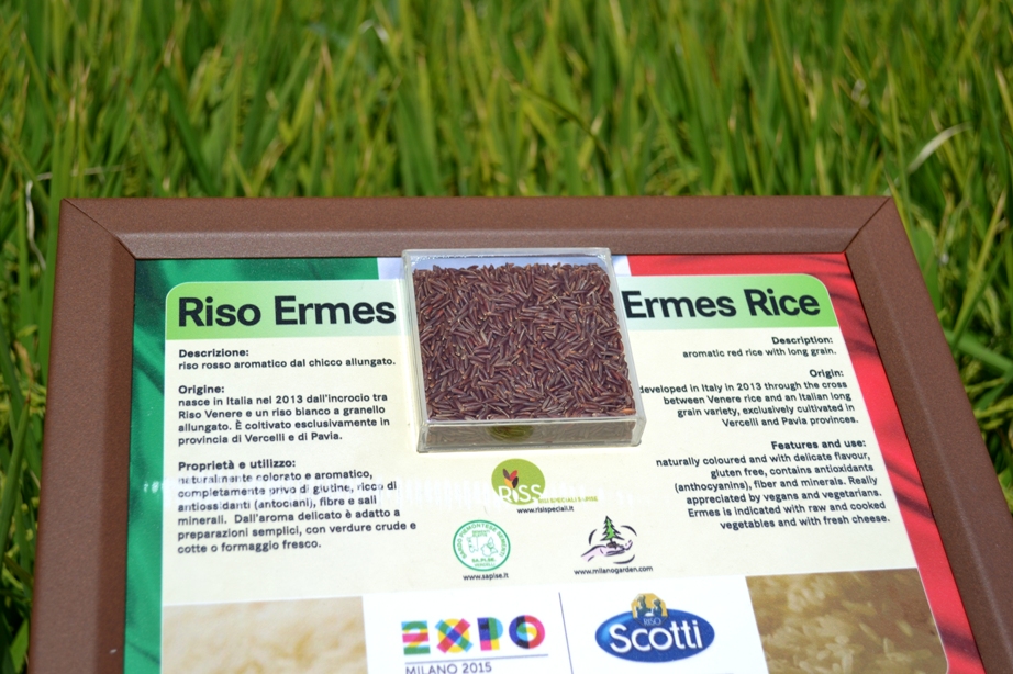 Nadia Mikushova. The Ermes rice panel at the EXPO Milano 2015.s